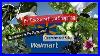 Big_Box_Store_Plant_Shopping_Walmart_Are_There_New_Plants_Clearance_Plants_Summer_Plants_For_Sale_01_vg